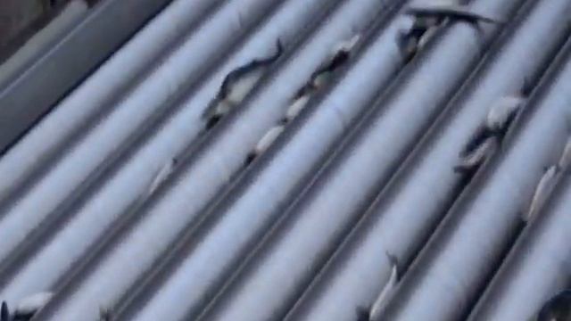 LSM Pumper Danmark - LSM Pumps USA смотреть онлайн