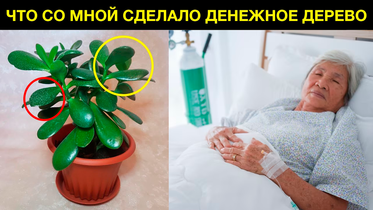 Многие дома держат денежное дерево (или толстянка), но не догадываются какую пользу оно может нести смотреть онлайн