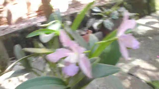 Cattleya Guttata Coerulea X Cattleya Walkeriana Coerulea.