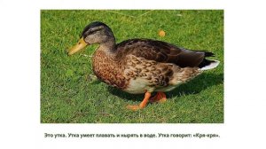 Мир животных. Часть 1. «Домашние животные». Вторая младшая группа.