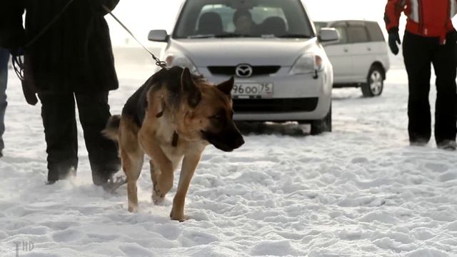 Гонки на собачьих упряжках по льду озера |T| Минута собачьей радости смотреть онлайн