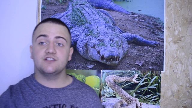 Spotted python vs rosy boa смотреть онлайн