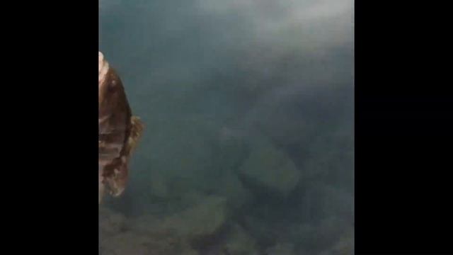 BEBEK AKLAHOZ SUYA İADE ( WHİTE GROUPER RELEASE ) DUO TETRA WORKS TOTO SHAD ZEBRA GLOW смотреть онлайн