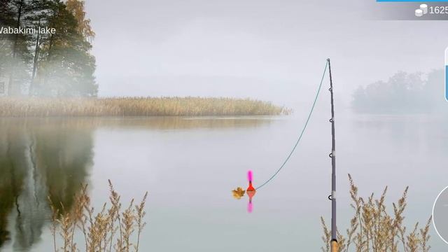 My Fishing World : Пескарь (Ежедневное задание, Озеро Вабакими) #myfishingworld смотреть онлайн