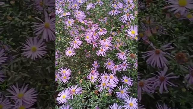 октябринки в саду?