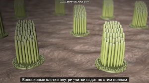 Слуховой анализатор. ЕГЭ. Олимпиада, медицина, стремечко, молоточек, наковальня.