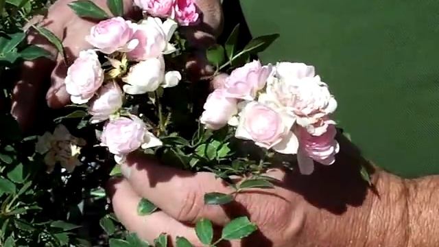 Rose The Fairy.mov смотреть онлайн