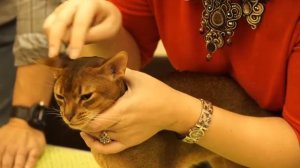 Абиссинская кошка презентация породы