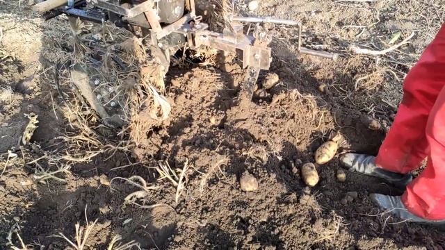 Копка картофеля широкой веерной копалкой на грунтозацепах с шипами смотреть онлайн