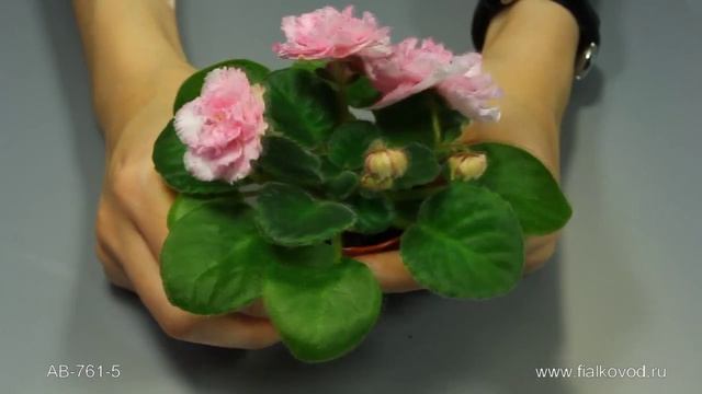 АВ-761-5 смотреть онлайн