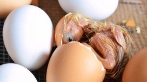 ВЫВЕДЕНИЕ ЦЫПЛЯТ В ИНКУБАТОРЕ ОТ А ДО Я