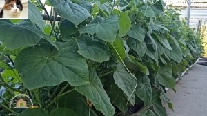 Опрыскивание огурцов борной кислотой для завязи