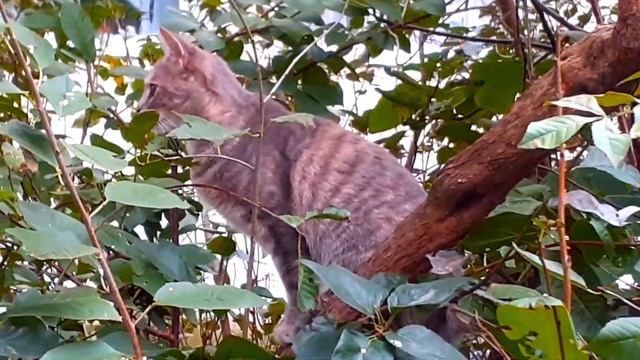 Котики и кошечки лазят по деревьям по машинам, иногда дерутся между собой. смотреть онлайн