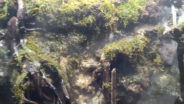 Paludarium смотреть онлайн