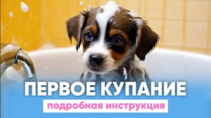 Первое КУПАНИЕ щенка 🐶 Как ПРАВИЛЬНО мыть собаку? 🧼🐕