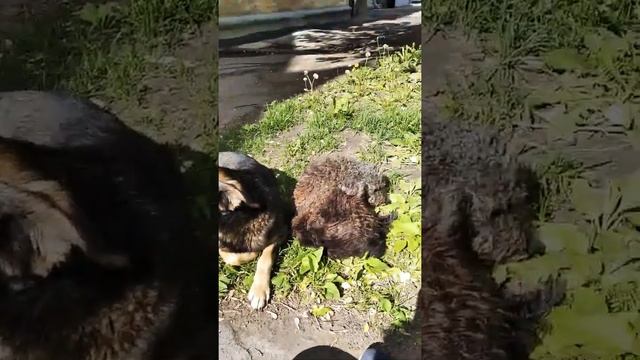 Самые милые собаки смотреть онлайн