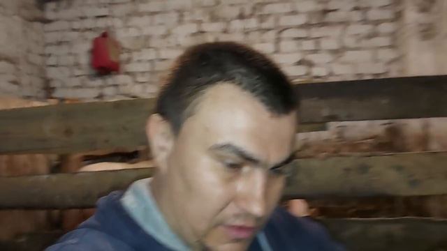 Гусята привыкают. смотреть онлайн