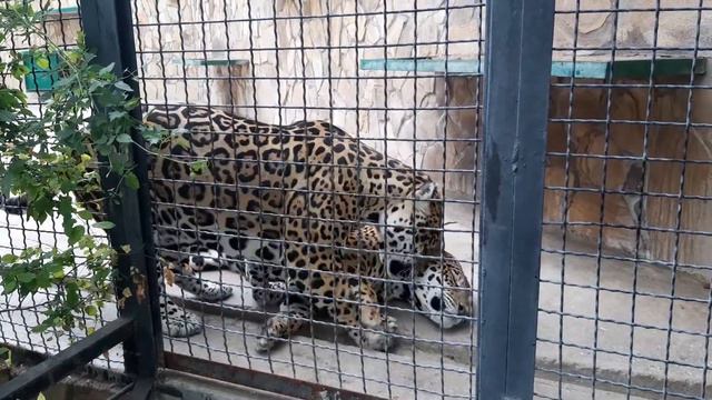 Крымский зоопарк смотреть онлайн