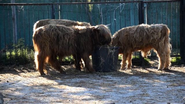 Малыш СОЛНЫШКО превратился в крепкого бычка! Парк львов "ТАЙГАН" смотреть онлайн