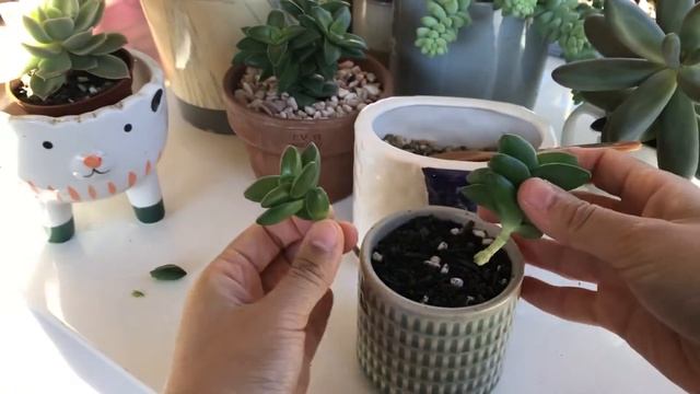 Succulent Cutting - Crassula Springtime (Part 2)
