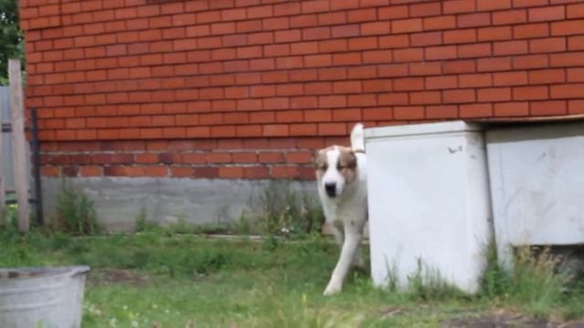 MVI 5401 Антей молодой алабай для вязки смотреть онлайн