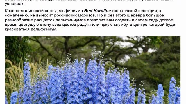 Дельфиниум, один из немногих цветов, цветет два раза в течение лета смотреть онлайн