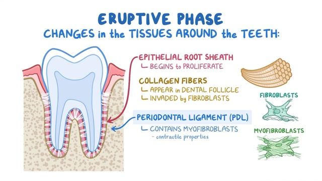 Eruption of primary and permanent dentitions.mp4 смотреть онлайн