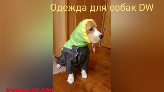 Комбинезон для собак бигль, той терьер, йорк, басенджи. SPORT. смотреть онлайн