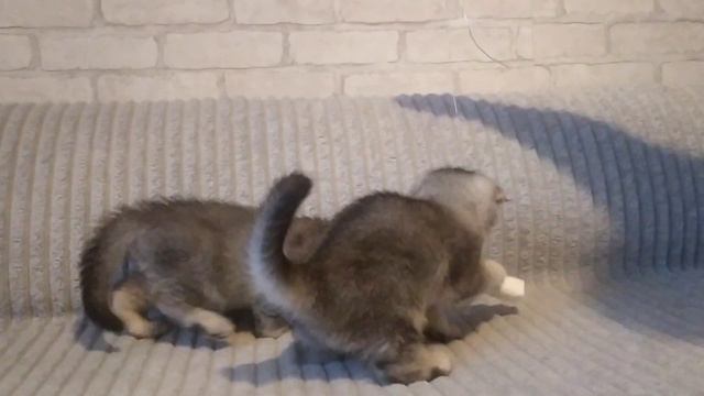 Шотландские котята , окрас серебристая тиккированная шиншилла, мальчик и девочка смотреть онлайн