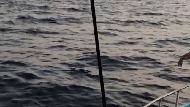 Удалось порыбачить по-настоящему, Шарм-эль-Шейх Египет 10.11.2021. смотреть онлайн