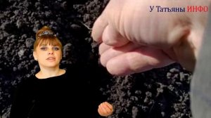 СЕКРЕТЫ посева капусты на рассаду! Когда и как сеять капусту на рассаду.