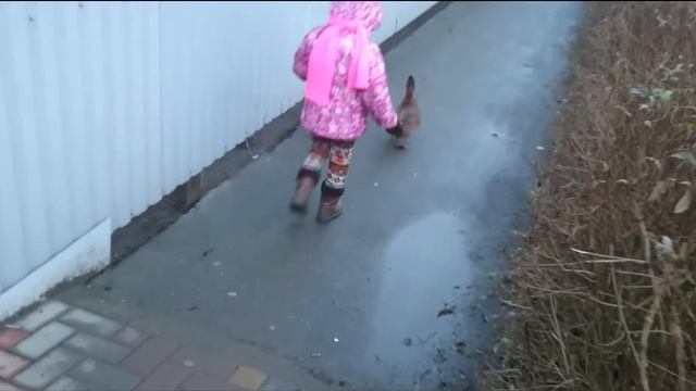 СЛУЧАЙНАЯ ВСТРЕЧА С КРАСНОДАРСКОЙ УТКОЙ