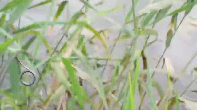 Пьяна. Щука. Graphiteleader. часть 2 смотреть онлайн