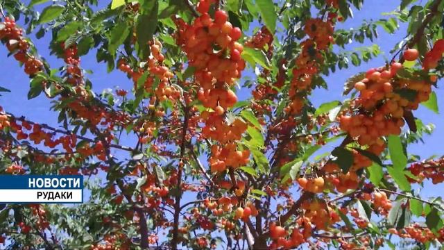 Урожай черешни в районе Рудаки смотреть онлайн