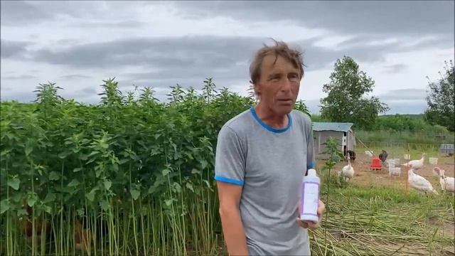 Технология пастбищного выращивания птицы с ЭМ-Вита на примере КФХ Владмила (Приморский край) смотреть онлайн