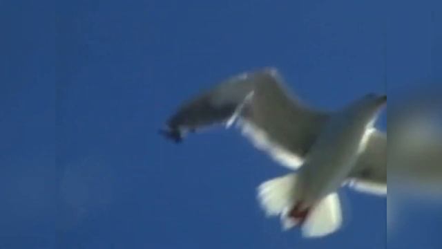 Стихи о море. Стихи о жизни. Кадры фильма «Человек-амфибия». смотреть онлайн