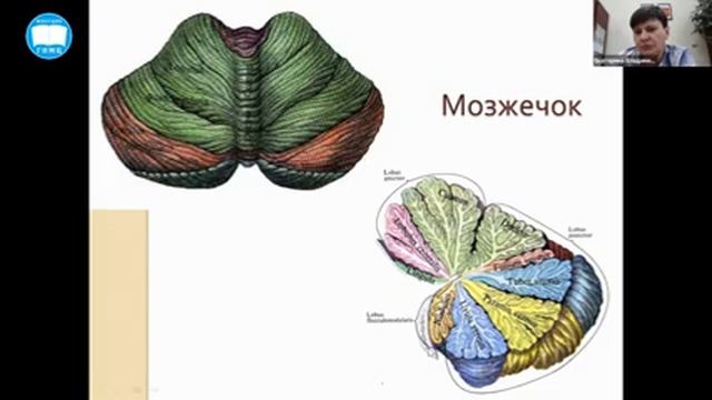 БиологияРЦ 26 февраля смотреть онлайн