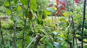 ФУНДУК.Прививки Фундука. на дикую лещину.