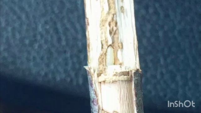 Стволовые вредители / Проблемы. Часть_2 смотреть онлайн