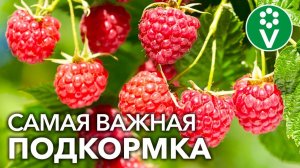 После ЭТОЙ ПОДКОРМКИ МАЛИНЫ ВЕСНОЙ вы будете собирать урожай ягод ведрами!