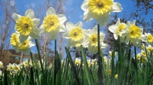 Как Выращивать Нарциссы Дома