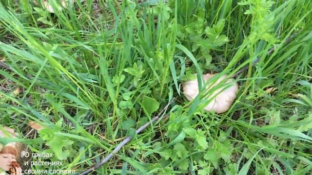 ЭНТОЛОМА САДОВАЯ: где растет, как отличить и как готовить. Entoloma clypeatum 2020 смотреть онлайн
