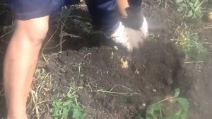 Самый лучший и обильный урожай картошки в МИРЕ 1