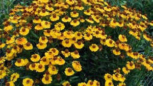 Гелениум – Выращивание и уход