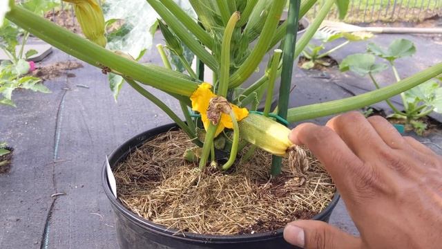 2 Reason Why ZUCCHINI Turning Yellow and Rotten | How to fix super easy | #zucchini #squash смотреть онлайн