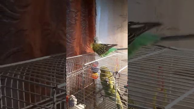 Выставочные волнистые попугаи. смотреть онлайн
