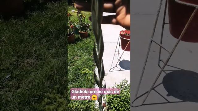 Gladiola creció más de un metro, con humus de lombriz 🌱 смотреть онлайн