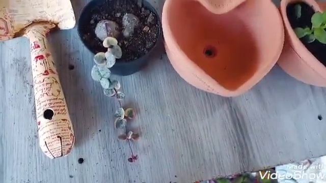 Suculentas#replante#cotyledon Pendens