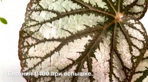 БЕГОНИЯ U400 [Краткий Видео Обзор]