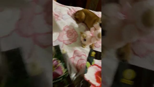 Мои покупки цветов . 3 Марта 2019 года .